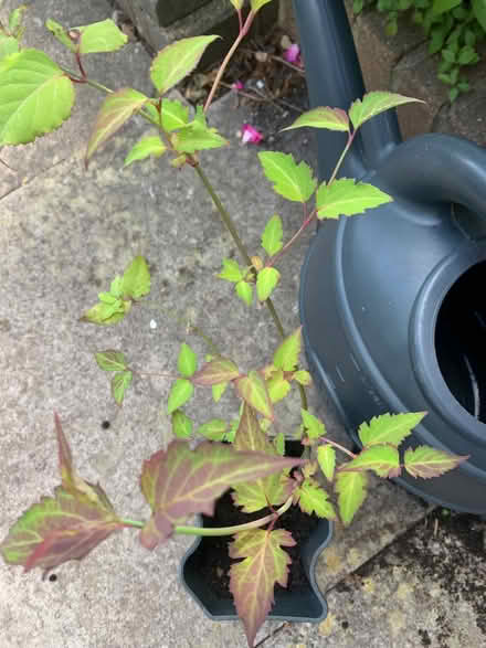 Photo of free Leycesteria (Bracknell RG12) #1