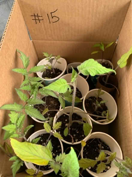 Photo of free seedlings (Fair Lawn, NJ) #4
