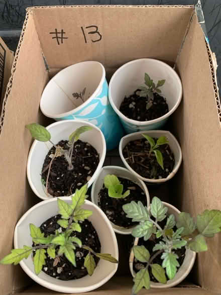 Photo of free seedlings (Fair Lawn, NJ) #2