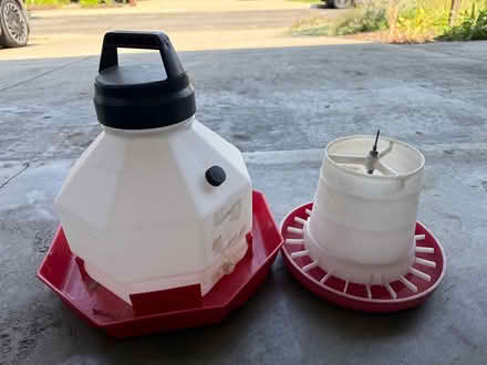Photo of free Chicken and chick supplies (PH near Strandwood School) #1