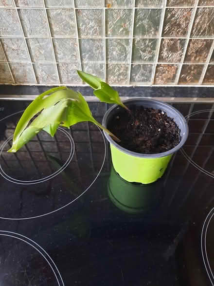 Photo of free Lily of the Valley cutting (Morden SM4) #2