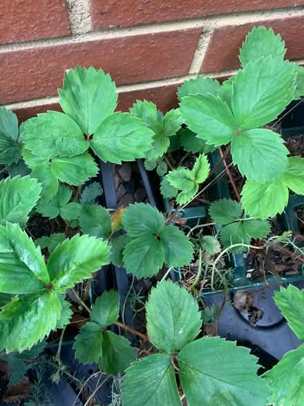 Photo of free Strawberry plants (Bracknell RG12) #1