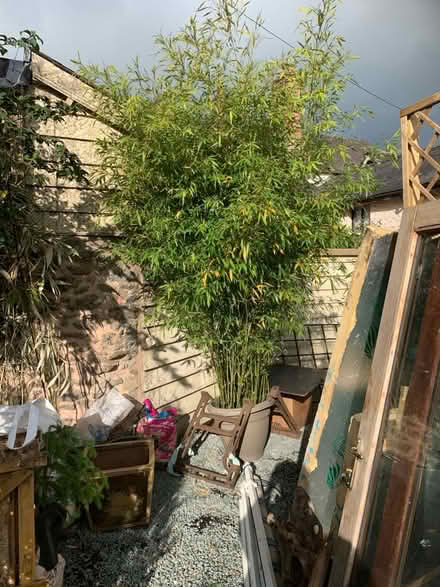 Photo of Unusual bamboo (Presteigne LD8) #1