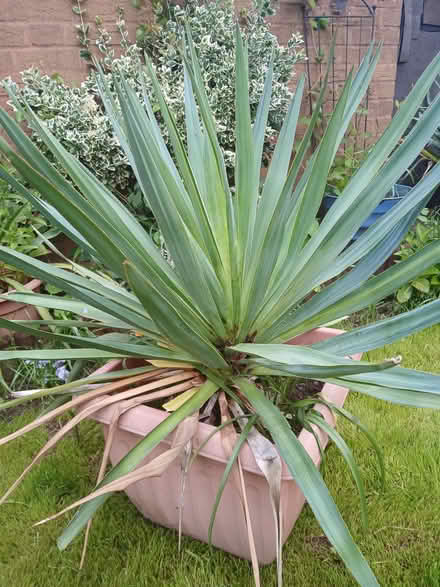 Photo of free Large yuka in pot (Monkmoor SY2) #1