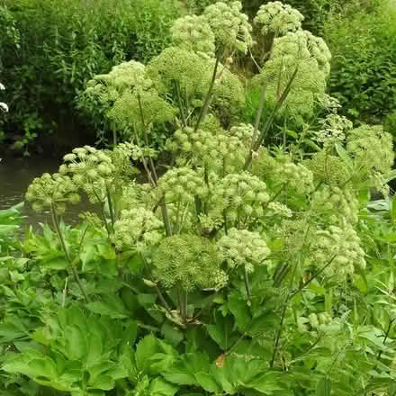 Photo of free Angelica archangelica seeds (Woodley RG5) #1