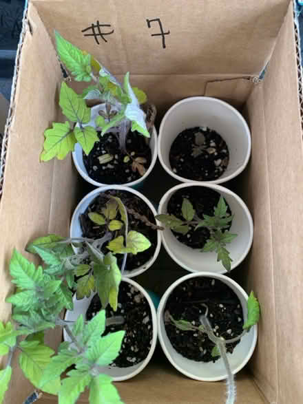 Photo of free extra seedlings cont (Fair Lawn, NJ) #2