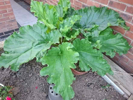 Photo of free Rhubarb plant (Malvern Link WR14) #1