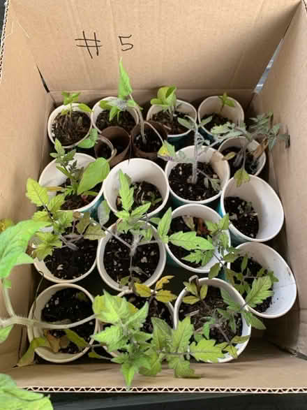 Photo of free extra seedlings (Fair Lawn, NJ) #1