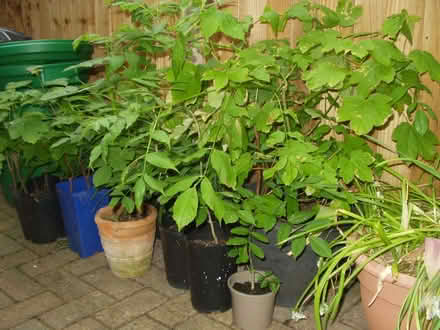 Photo of free Tree Saplings (Sycamore & Ash I Think) (Northway GL20) #3