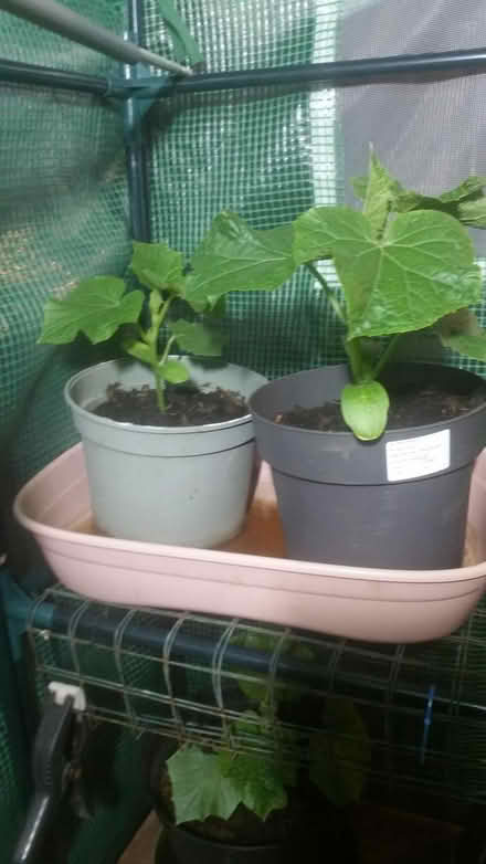 Photo of free cucumber Plants (Parson cross S5) #1