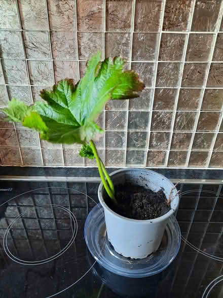 Photo of free Darmera Peltata cutting damp spots (Morden SM4) #3