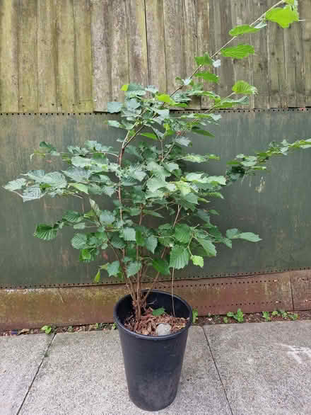 Photo of free Hazelnut tree (NW10) #1