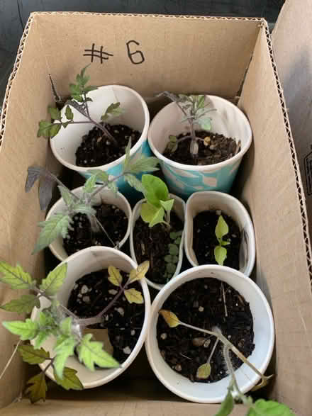 Photo of free extra seedlings cont (Fair Lawn, NJ) #1
