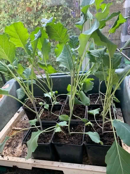 Photo of free Purple Sprouting Broccoli plants (Tunbridge Wells S. TN2) #1