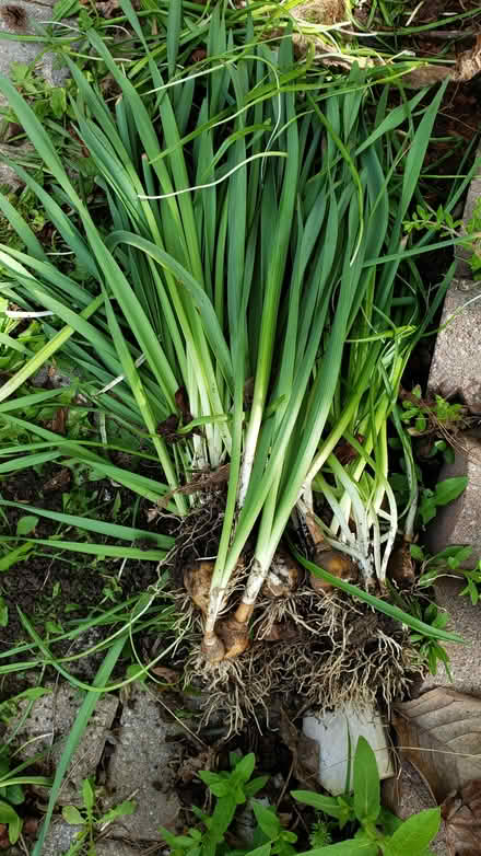 Photo of free Perennial (North York) #1