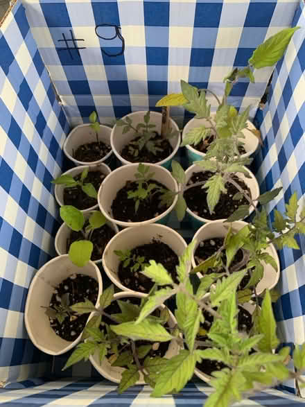 Photo of free extra seedlings cont (Fair Lawn, NJ) #4