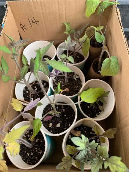 Photo of free seedlings (Fair Lawn, NJ) #3
