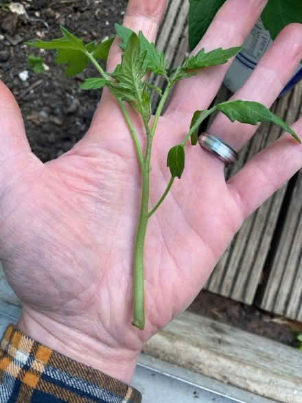 Photo of free Tomato thinnings (Waterlooville PO7) #2