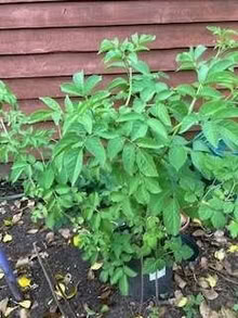 Photo of free 2 Elder trees (Thingwall CH61) #1