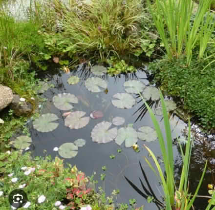 Photo of Pond plants (Paddock Wood) #1