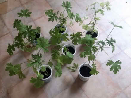 Photo of free Lemon geranium plants (Roseburn EH12) #1