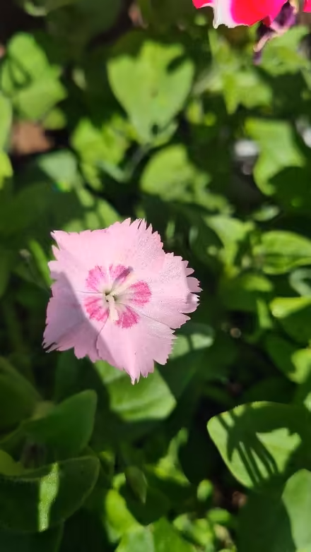 Photo of Plant (Radford NG8) #1