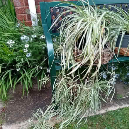 Photo of free Large Spider Plant (Hereford HR1) #1