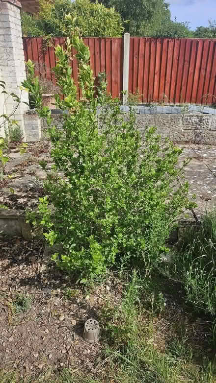 Photo of free Assortment of plants/bushes from garden (Spixworth NR10) #2