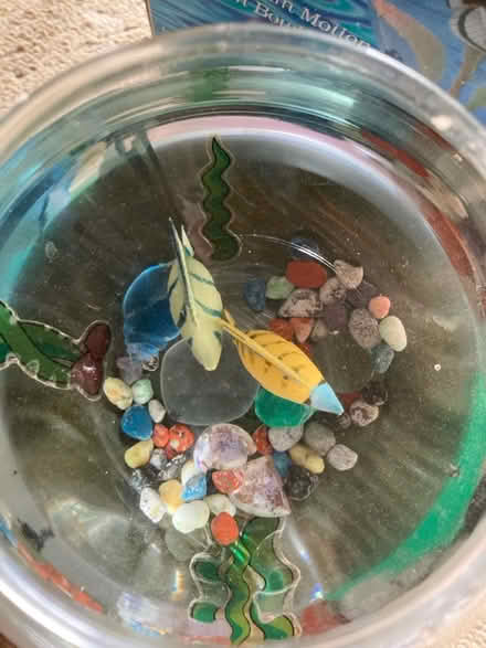 Photo of free Fantasy Fish (not real) (Letchworth wilbury) #3