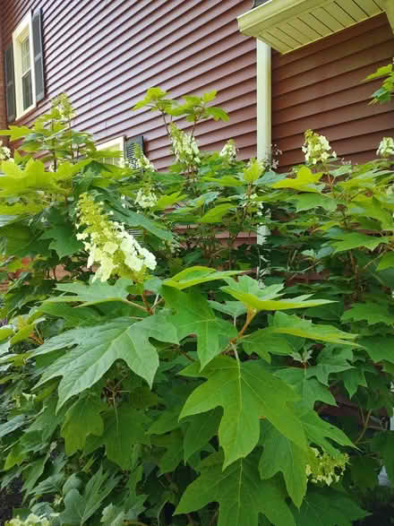 Photo of free Oakleaf hydrangea (Odenton) #1