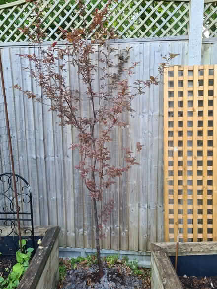 Photo of free Small Purple Leaved Tree (Hatch Warren Farm RG22) #1