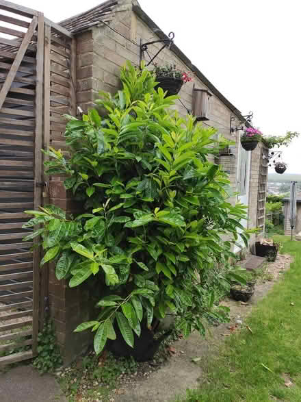 Photo of free Established tuya (Patcham) #1
