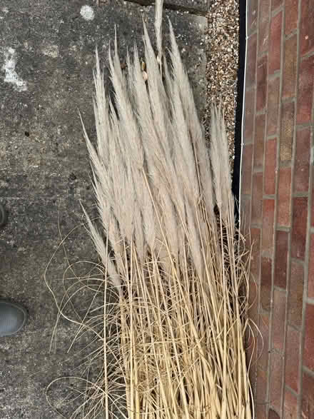 Photo of free Pampas Grass Fronds (CO14) #1