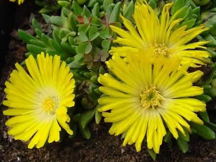 Photo of free Ice Plant Delosperma yellow (Morden SM4) #1