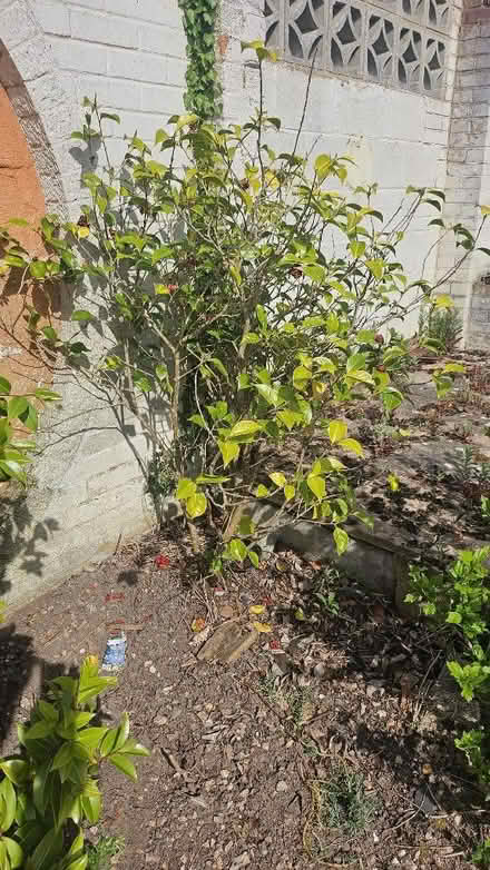 Photo of free Assortment of plants/bushes from garden (Spixworth NR10) #3