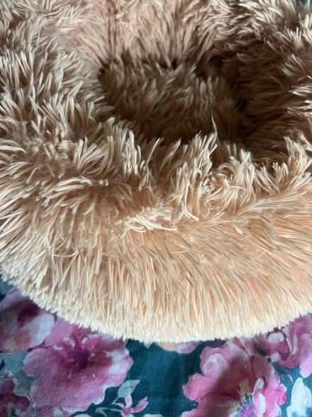 Photo of free Cat bed (Mount Pleasant ST4) #2