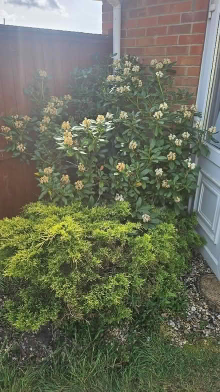 Photo of free Assortment of plants/bushes from garden (Spixworth NR10) #1