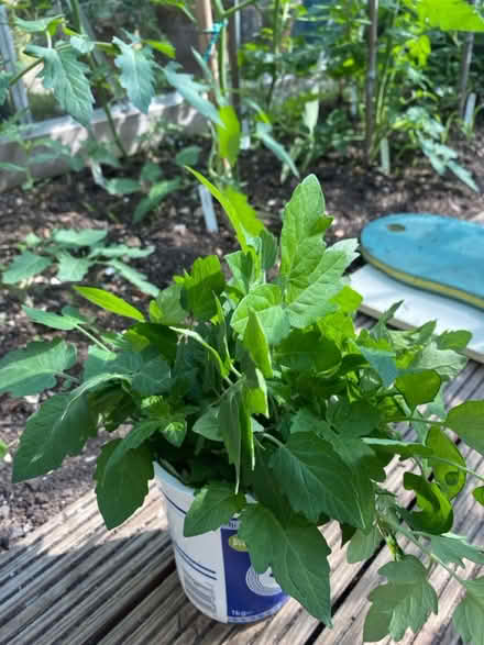 Photo of free Tomato thinnings (Waterlooville PO7) #1