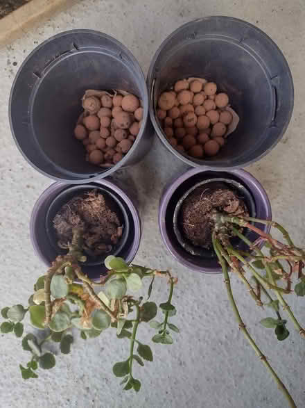 Photo of free Kalanchoe propagation colonies (Ballard) #2