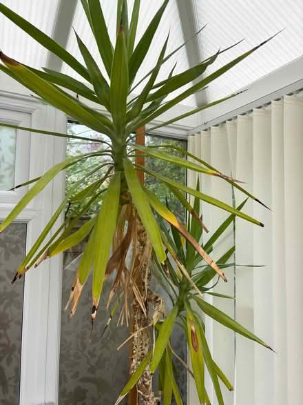 Photo of free Large palm, approx 2m (Southport PR8) #1