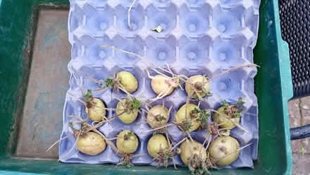 Photo of free Chitted New Potatoes (Garden City OX5) #1
