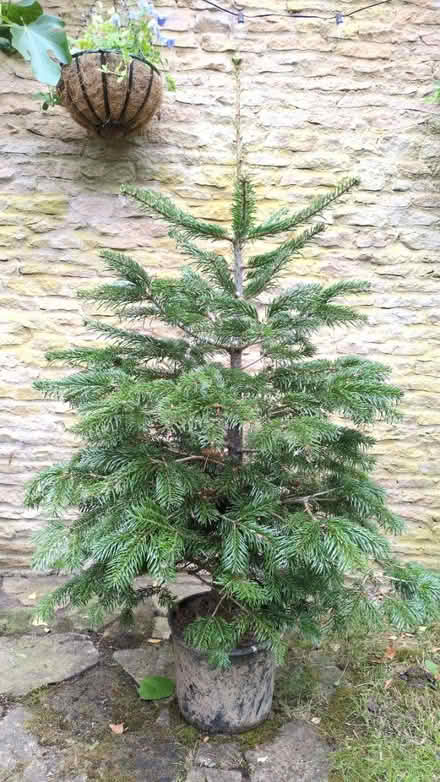 Photo of free Living Christmas tree (Bicester OX25) #1