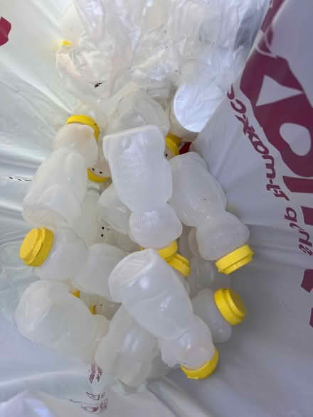 Photo of free Honey Bears (Groton, MA) #1