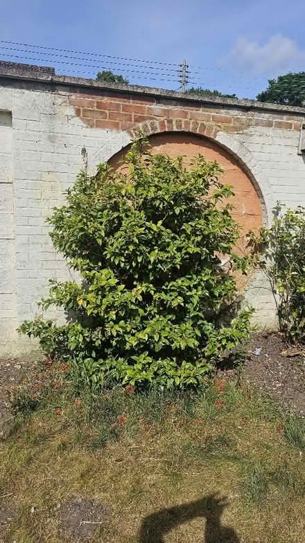 Photo of free Assortment of plants/bushes from garden (Spixworth NR10) #4