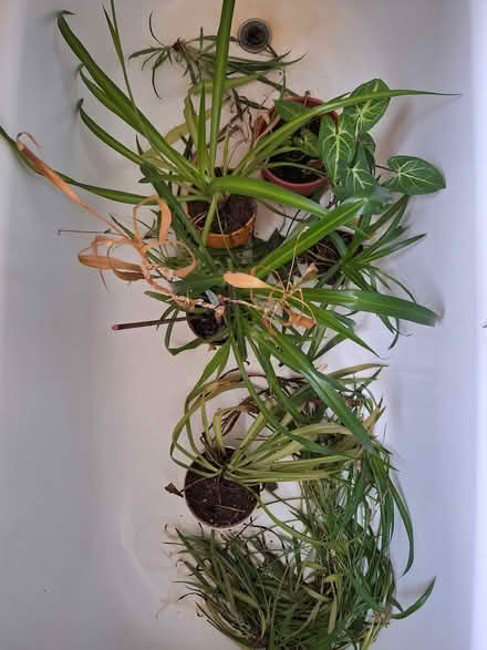 Photo of free Plants (South Lynnwood) #1