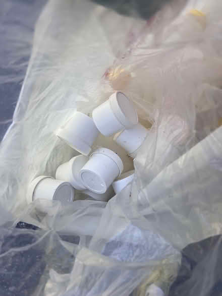 Photo of free Honey Bears (Groton, MA) #2