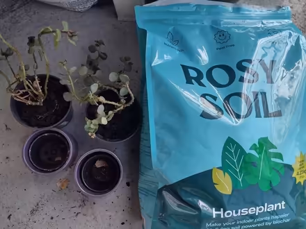 Photo of free Kalanchoe propagation colonies (Ballard) #3