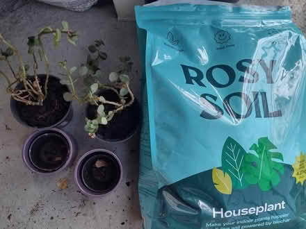 Photo of free Kalanchoe propagation colonies (Ballard) #3