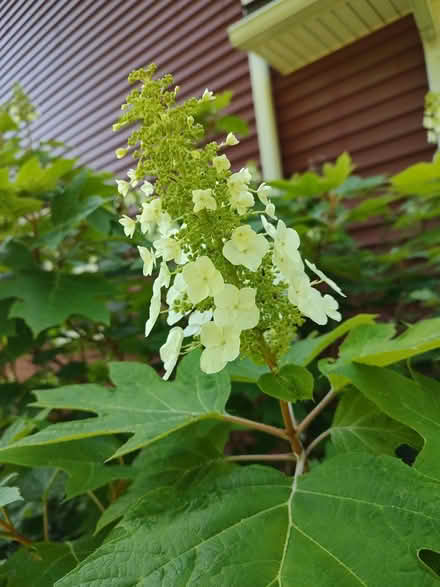 Photo of free Oakleaf hydrangea (Odenton) #2