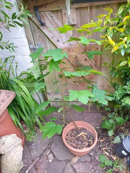 Photo of free Maple trees (Eastbourne BN20) #1